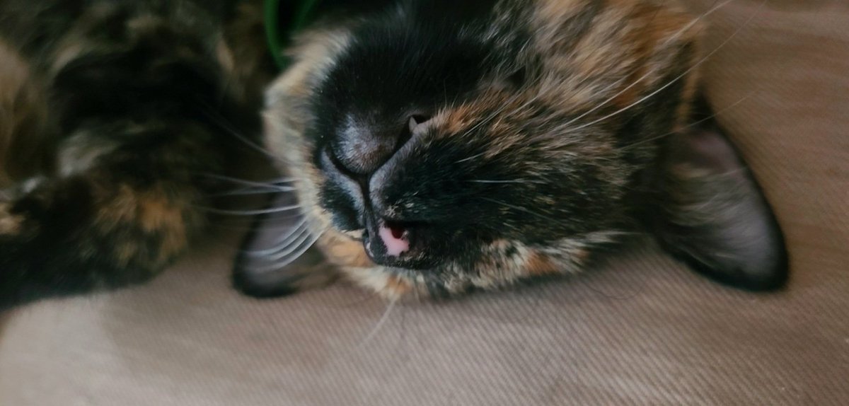 inkblotistan's tweet photo. cat nap (Rooftop Kitten) https://t.co/Dj47Pvfik9
