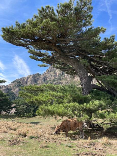 MoncionRobaiqq's tweet photo. 竹林越しに見る立山の眺めは静かな景色だ。 https://t.co/00es07pIyL