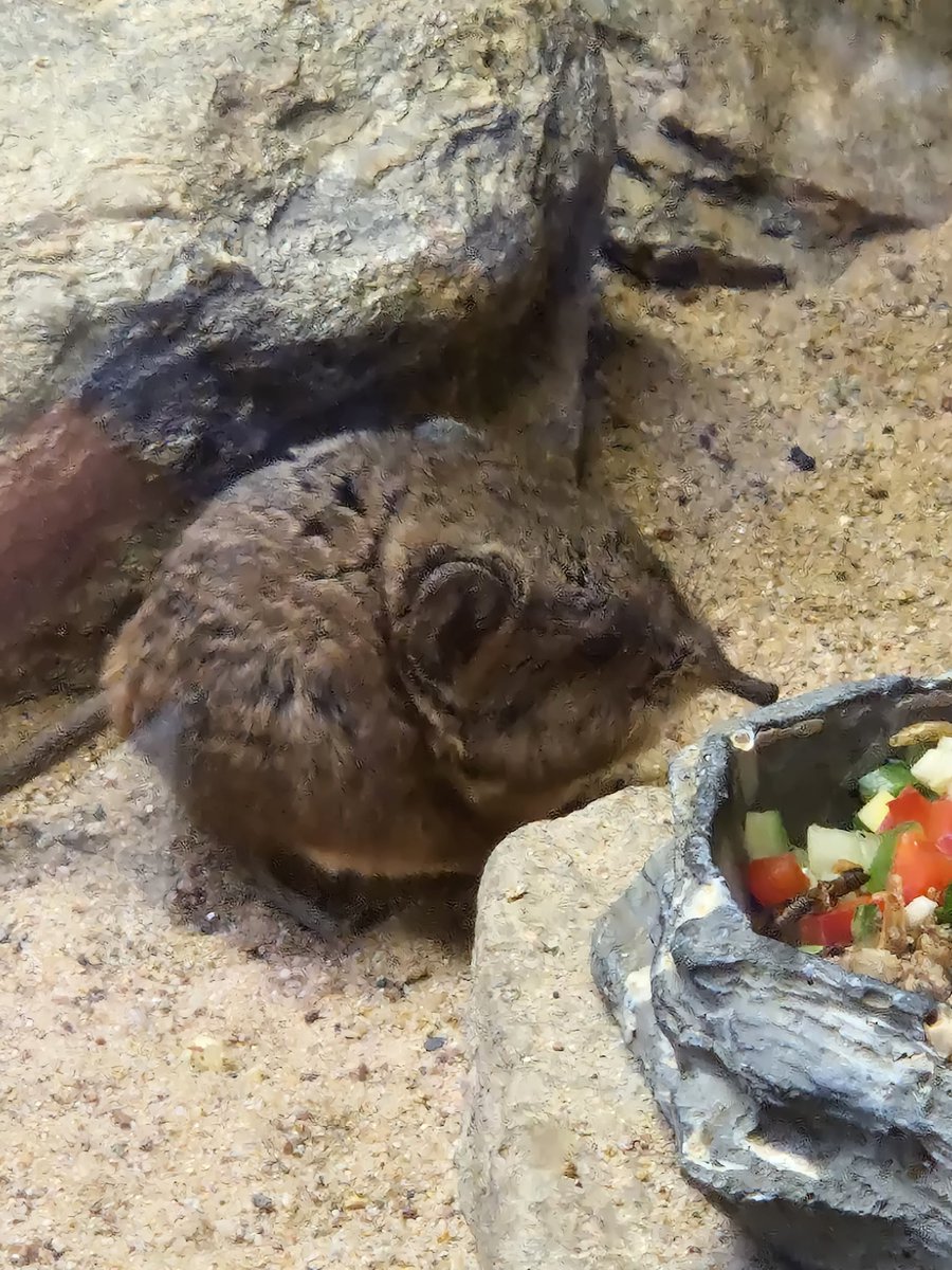 QuantenAli's tweet photo. I was at the Zoo yesterday. It was really nice #zoo #animals #deer https://t.co/45K0tZpiuJ