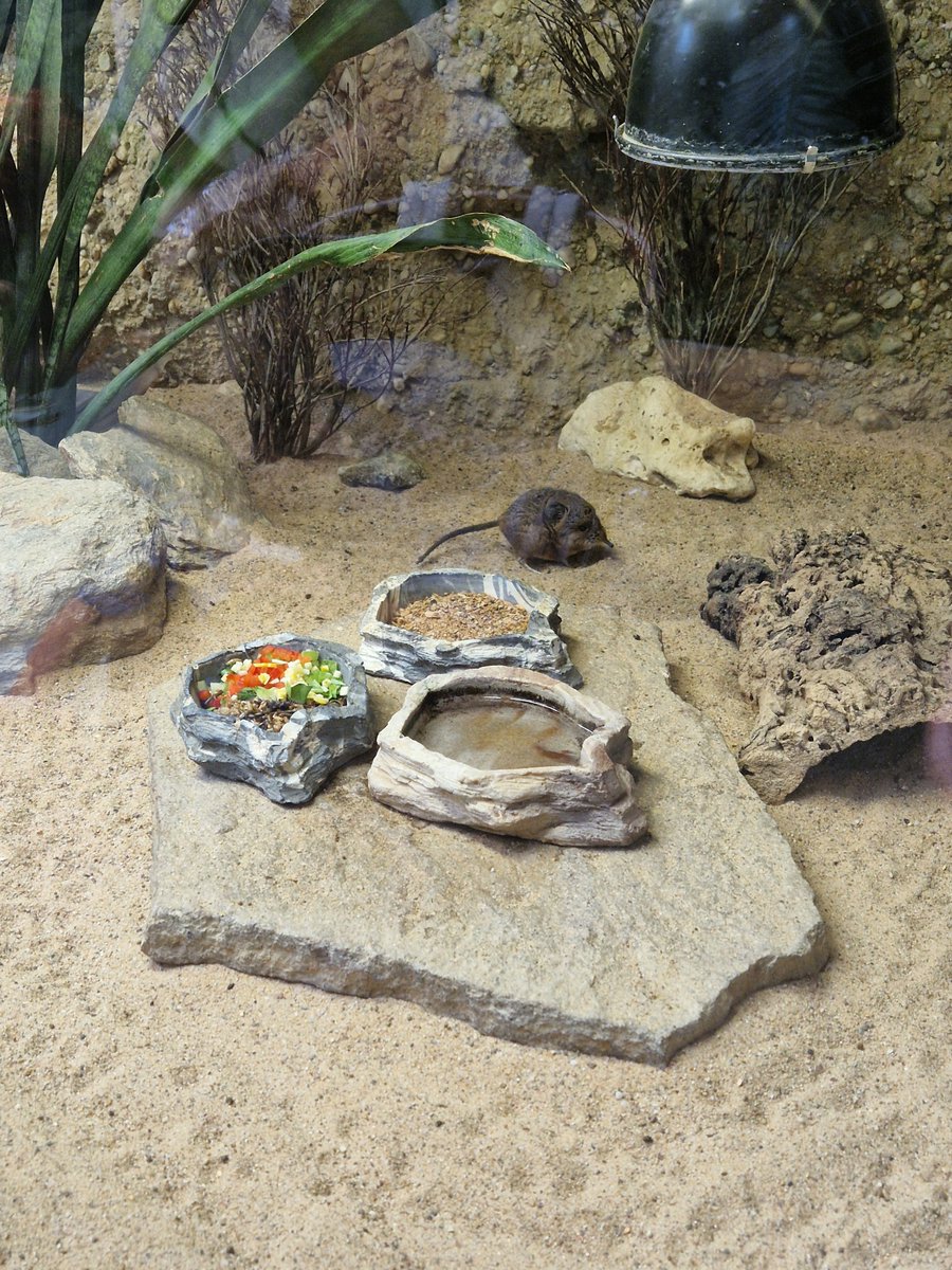 QuantenAli's tweet photo. I was at the Zoo yesterday. It was really nice #zoo #animals #deer https://t.co/45K0tZpiuJ