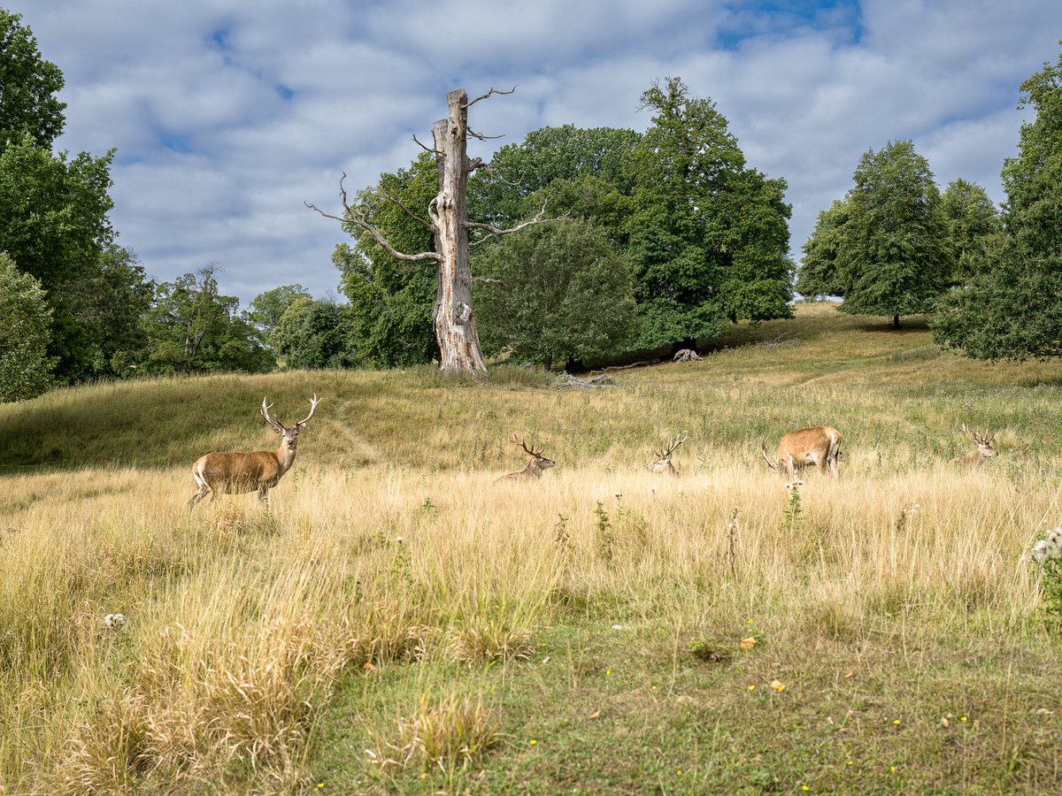 johnhjic's tweet photo. Wild life with a portrait camera? It can be done.   #hasselblad https://t.co/xMpqYc06p2