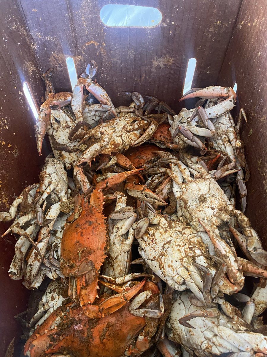 LPMaryland's tweet photo. Breaking! 🚨: It is that time of year for the annual @LPMaryland Crab and Chicken Feast! Join us! September 19th 11am-5pm, BYOB. Ticket and Info link below! 👇 🦀🐓🍻🗽 https://t.co/lfpCwEEBF7