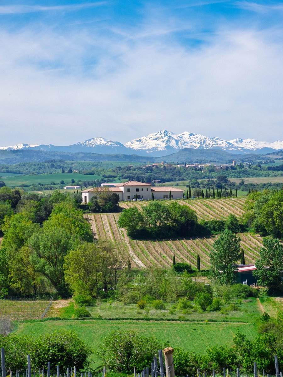 TimurNegru's tweet photo. Someone is selling 10.9 acres (4.4ha) of land with a working vineyard in the south of France for €900k ($1M).

The plot is planted with Grenache Blanc, Merlot, Côt (Malbec), Chardonnay and Pinot Gris. Right now the grapes go to a local co-op, so there's already income off the land, just not a bottled label yet.

The house is 230 sqm (2,476 sqft), 7 rooms/4 beds, with a pool and views of the Pyrenees. There's also a 90 sqm outbuilding with 5m+ ceilings that could work as a tasting room, events space, or workshop, + a garage and another 300 sqm building.

The winery side doesn't look fully built out yet, though there's already barrel storage and equipment on site. If you're thinking of launching your own small wine label, you've already got a head start.

Location wise, it's 15 min from Limoux and 30 min from Carcassonne. Property tax is €3k p/y.

Curious how much something like this costs in Napa?