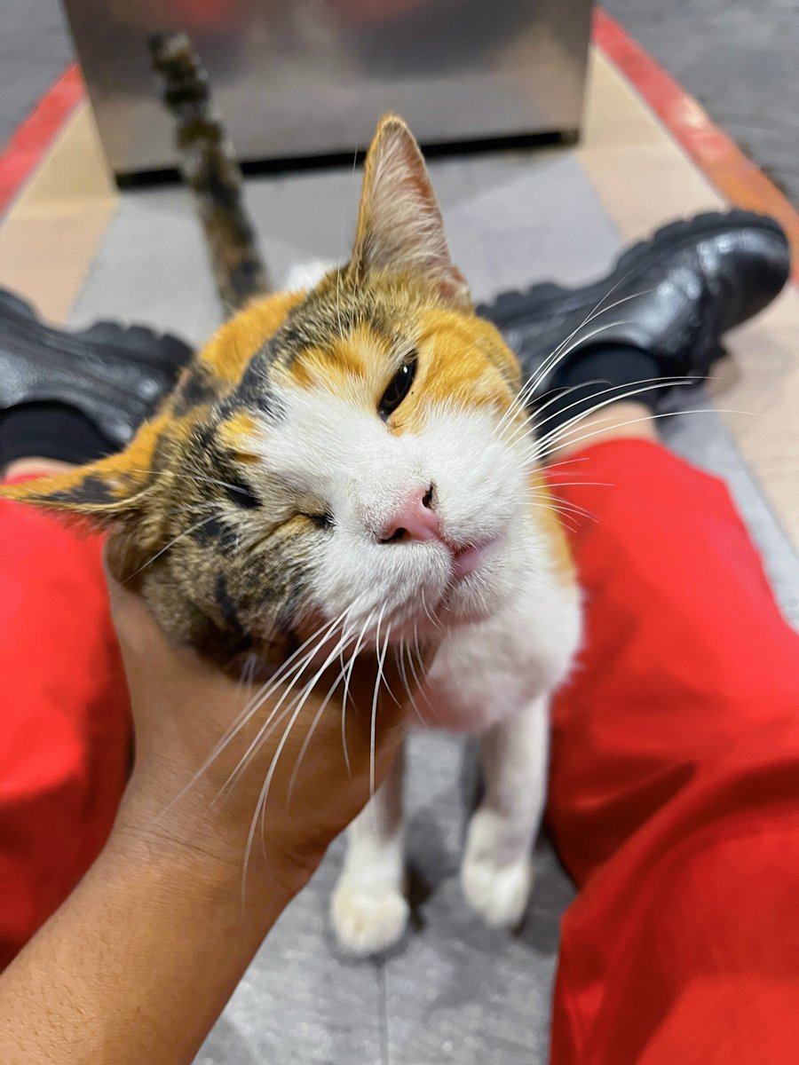 erliarchive_'s tweet photo. cuu banget dapet pap cuking dikerjaannya.. dia kasi nama alex padahal cewe😺🤏🏻 https://t.co/wlDvEyCzmR