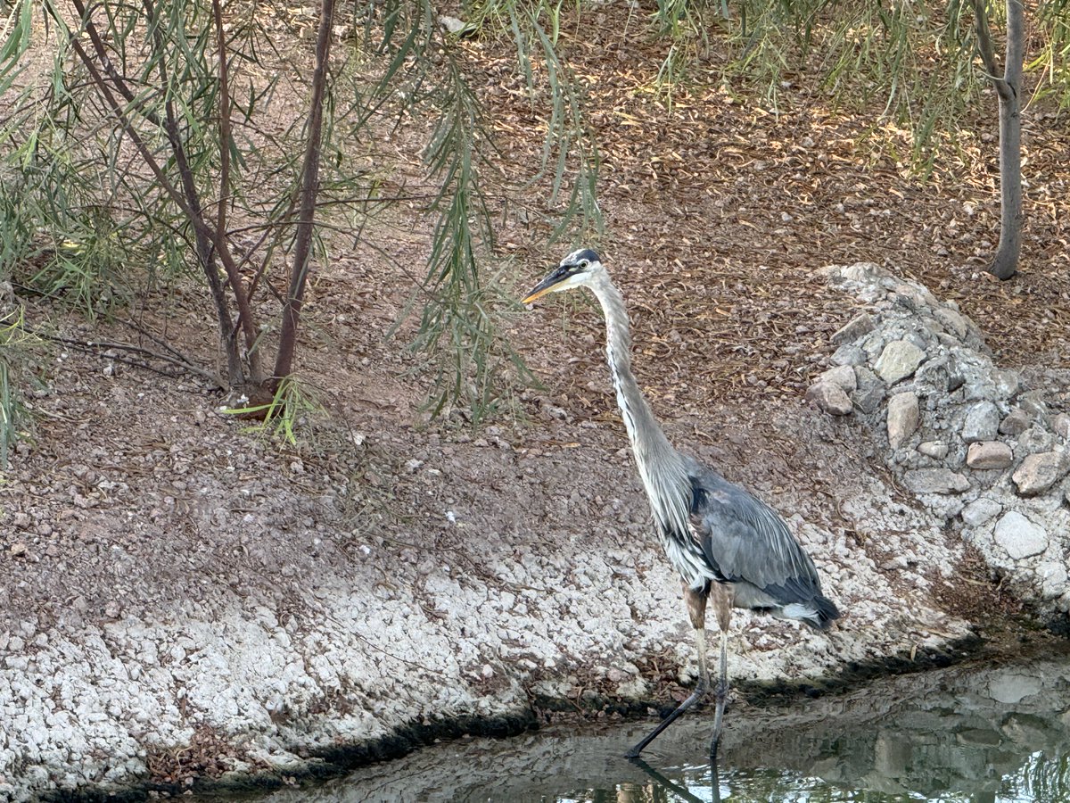 BigRickTnAZ's tweet photo. One of the larger Great Blue Heron’s @ Fountain Park in Fountain Hills, AZ. https://t.co/AElYLA3ikk