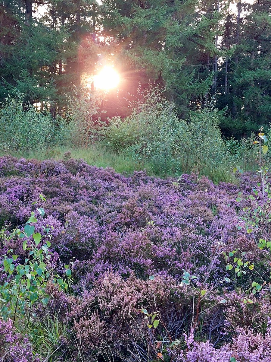 CobiPoel's tweet photo. #ElkeDagEenFoto2026 3 september #heide #Olterterp https://t.co/UgcUTxfVG5