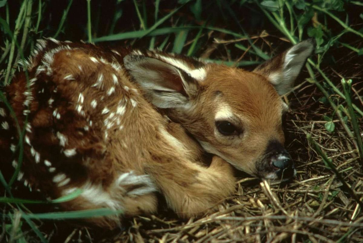 nerdyverz's tweet photo. deer lover! https://t.co/gWQG1f6HTq