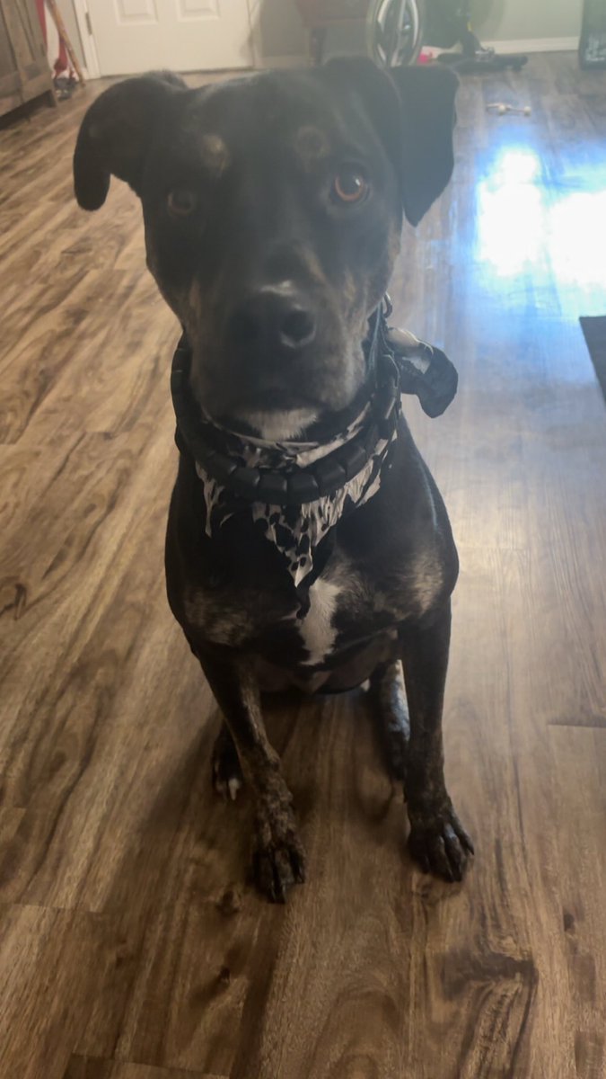 bigemopanda's tweet photo. My handsome baby boy Osiris 💙🥰😍 https://t.co/lBlsdBgVN4