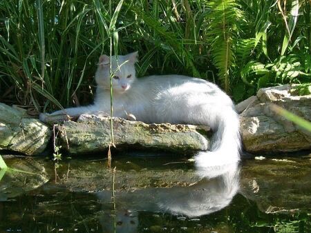 nerdyverz's tweet photo. such a beautiful tail! https://t.co/BT0lVjxogD