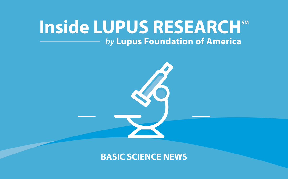 LupusOrg's tweet photo. Researchers identified two molecular subtypes of lupus nephritis that differed in immune activity, kidney function and chronic kidney damage. They also identified APOL1 as a candidate biomarker that may help distinguish between the subtypes.  

Learn more: https://t.co/farpNNau5Y https://t.co/mbhqf2zZ6Y