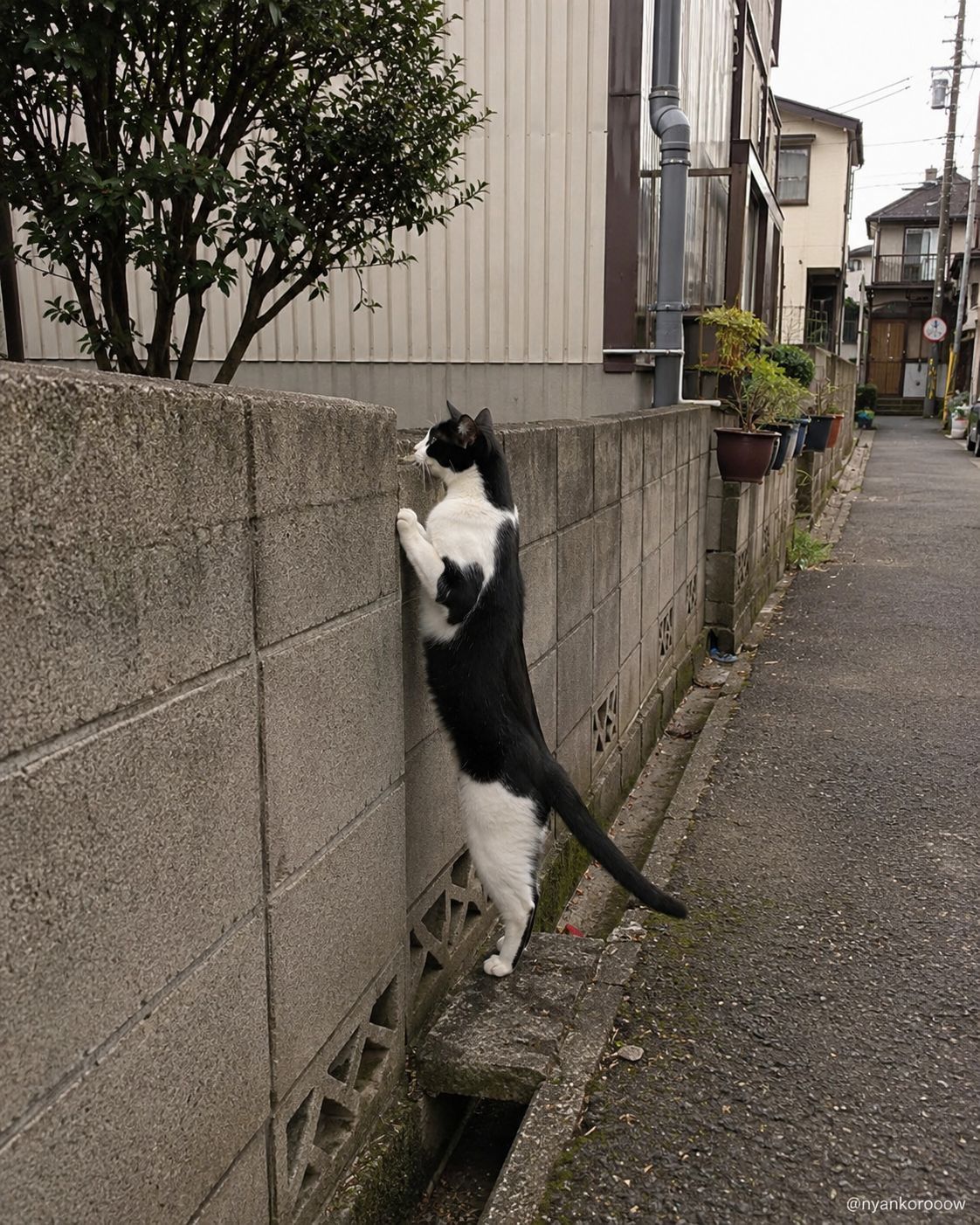 にゃん太郎｜猫画像｜Funny Cats na platformi X: „好奇心が、猫を二足