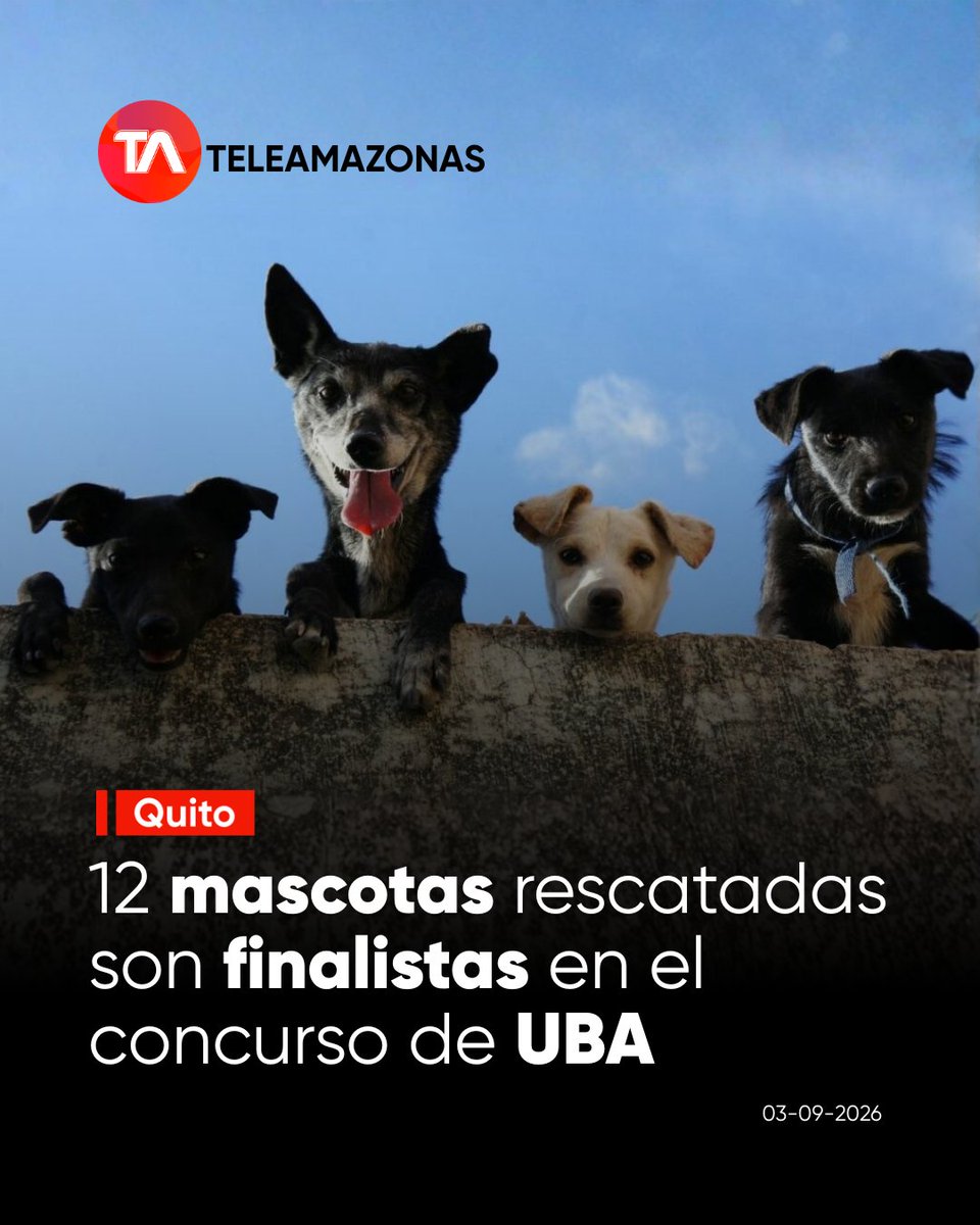 teleamazonasec's tweet photo. #QUITO | 🐾  La Unidad de Bienestar Animal (UBA) seleccionó a 12 mascotas rescatadas como finalistas para ser la imagen de sus tres nuevas unidades móviles. Entérate cómo votar por tu favorita 👉 https://t.co/KYoUXhoMYW https://t.co/oqauJeAnQK