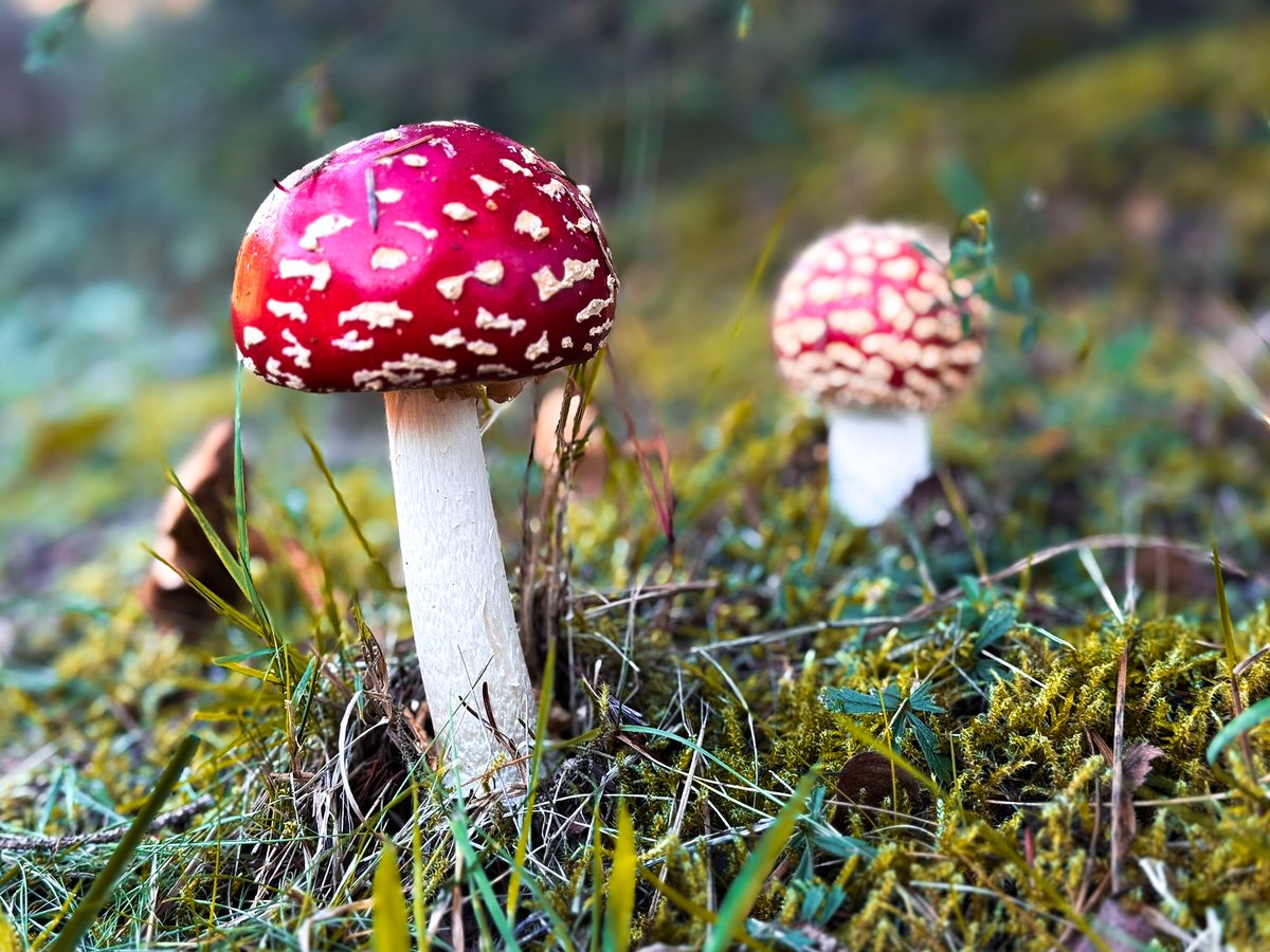 KarmaParrington's tweet photo. Discovering the Mushroom Kingdom. The Fly Agaric (Amanita muscaria), famed in folklore and Super Mario Bros, is strikingly photogenic with its red cap and white spots. https://t.co/6sLv6ysi1q