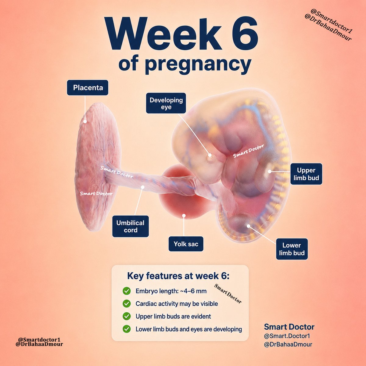 Smart1Doctor1's tweet photo. 🔹 Only a few millimeters long, but already undergoing one of the fastest periods of anatomical development in human life.

#FetalDevelopment #Pregnancy #Embryology #DrBahaaDmour #Smartdoctor1 https://t.co/YXTrdISD4O