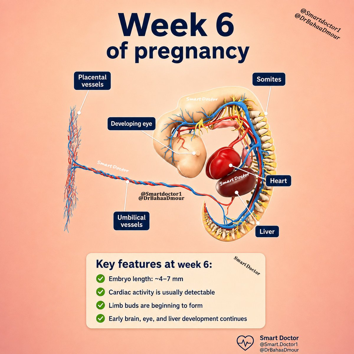 Smart1Doctor1's tweet photo. 🔹 Only a few millimeters long, but already undergoing one of the fastest periods of anatomical development in human life.

#FetalDevelopment #Pregnancy #Embryology #DrBahaaDmour #Smartdoctor1 https://t.co/YXTrdISD4O