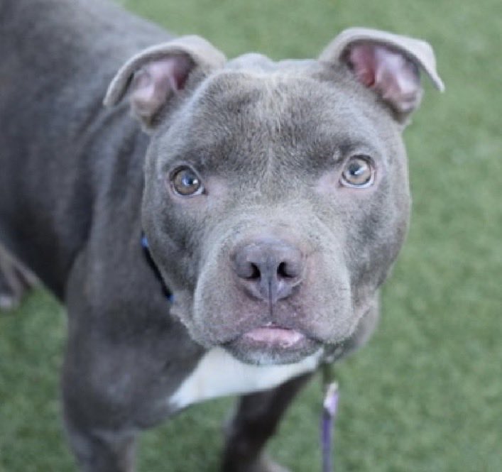 MoishesMom's tweet photo. Leap Frog 🐸  still waiting at NYCACC https://t.co/WpZpsUXh6g