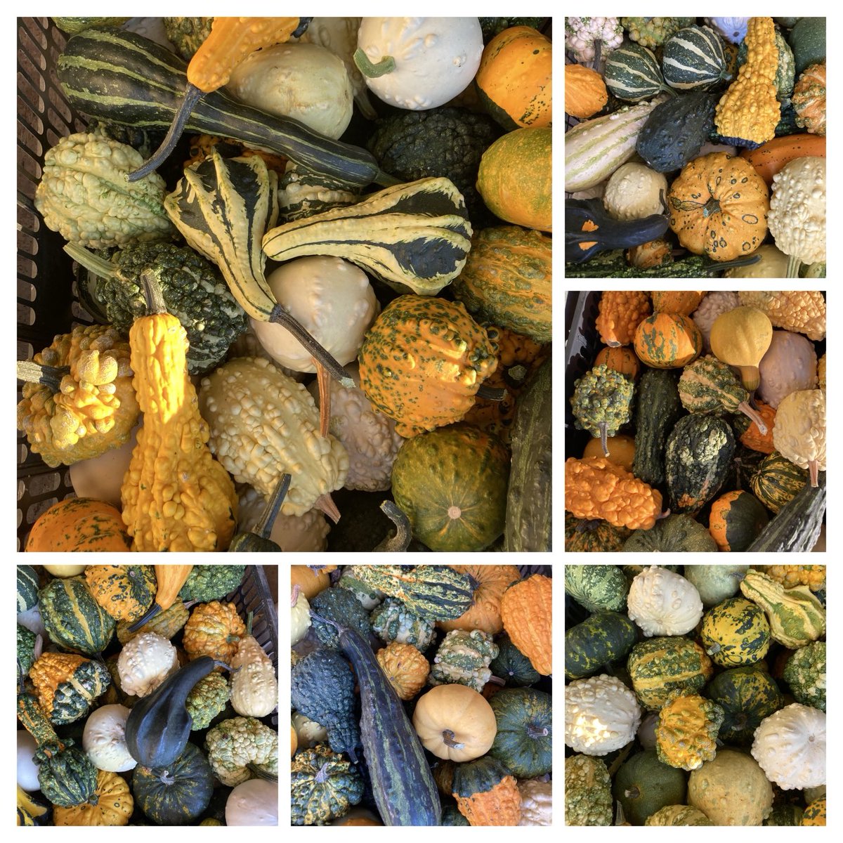 FlorsLlado's tweet photo. Collita de carbasses decoratives demà les tindreu al @mercatflor.cat https://t.co/Xf01yKZz6X