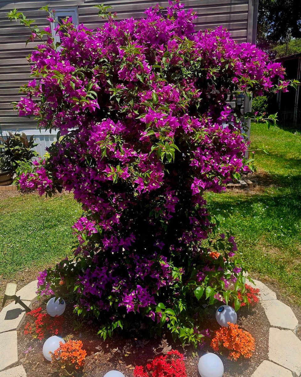 trees_dot_com's tweet photo. To add some color and joy to your feed, here are some of our favorite garden photos you shared with us this week! 🦋💚

Photos by Michael Vassaras, David Anderson, Joe Wright, Sue Boland, and Shayne Rhoads.

Thank you for sharing what you grow! 💚🌿

#Gardening https://t.co/r6LyaKIrH6