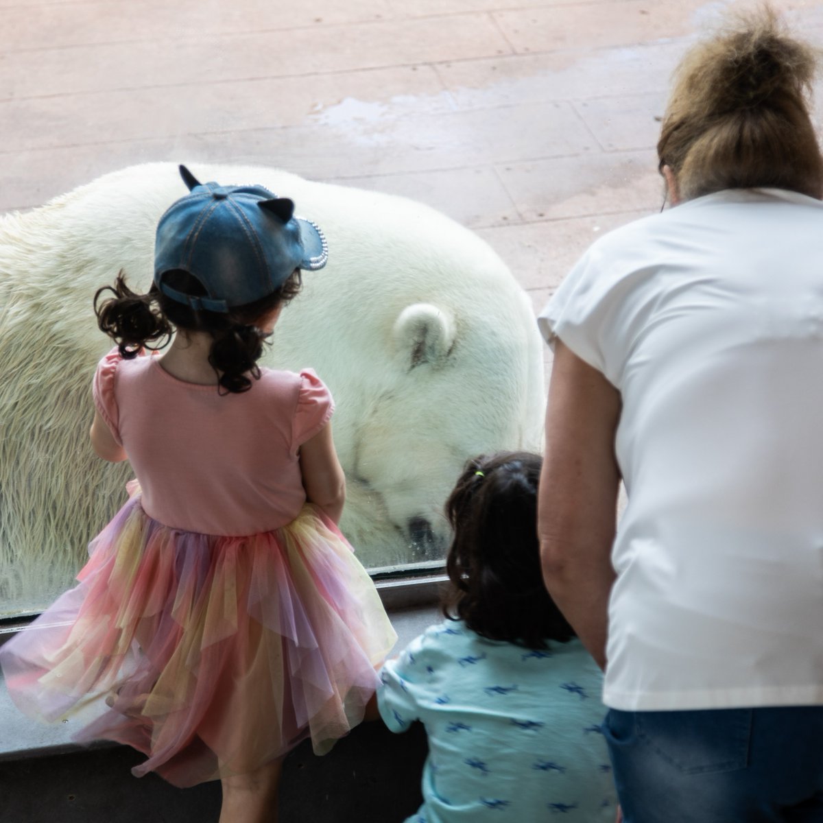TheTorontoZoo's tweet photo. Take Learning Into the Wild This School Year 🍎🐾

As classrooms come alive again this fall, your Toronto Zoo is inviting educators to take learning beyond four walls and into a living classroom where students can visit, learn, explore and behold the wonder of wildlife and conservation science 🔬

Make your Toronto Zoo part of your classroom this year and discover more at https://t.co/Z5kCN4ehbN 📚

Learn more ⬇️ #GuardiansGrowHere
https://t.co/jI84ux1FNI