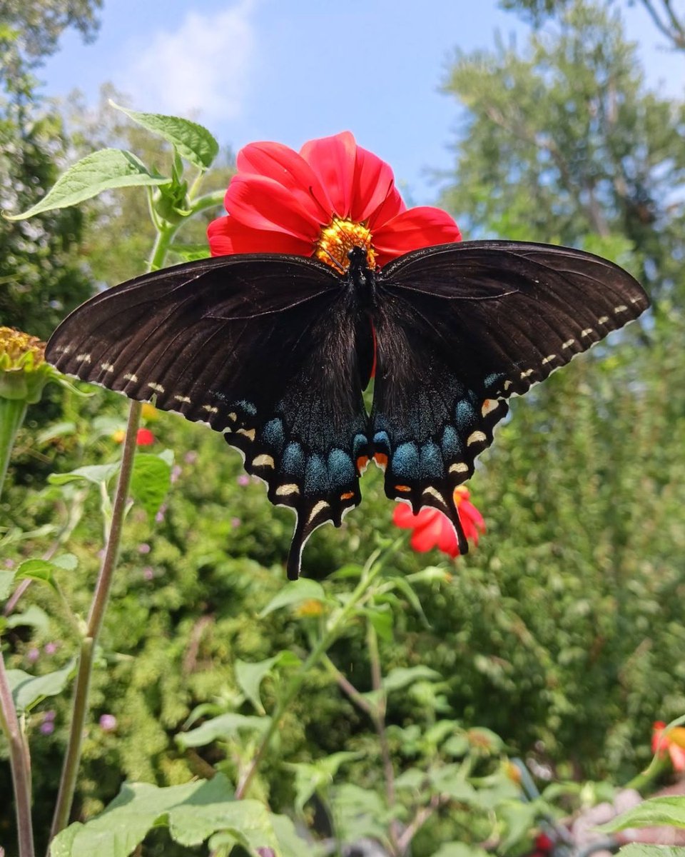trees_dot_com's tweet photo. To add some color and joy to your feed, here are some of our favorite garden photos you shared with us this week! 🦋💚

Photos by Michael Vassaras, David Anderson, Joe Wright, Sue Boland, and Shayne Rhoads.

Thank you for sharing what you grow! 💚🌿

#Gardening https://t.co/r6LyaKIrH6