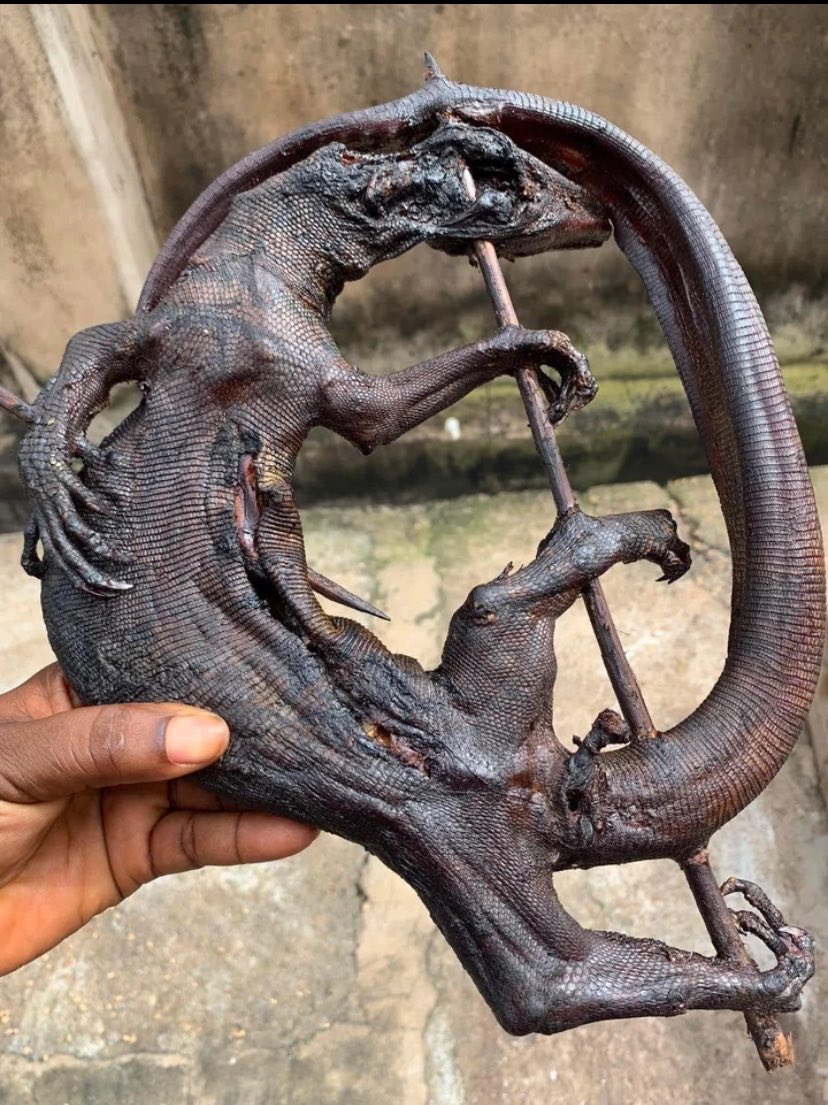 Dammi_Esq's tweet photo. What animal is this? https://t.co/VfdSDF4l1U