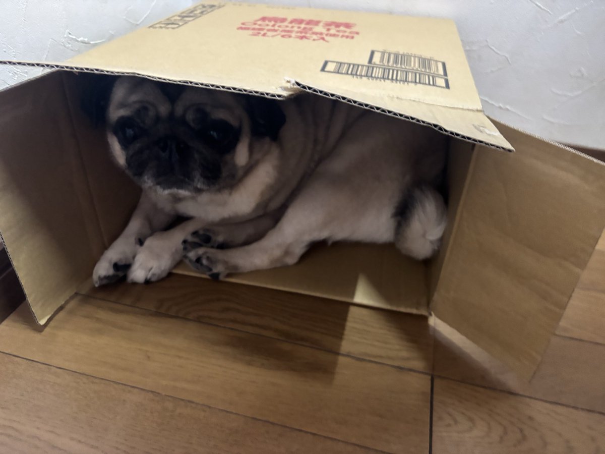 1pd__bq1's tweet photo. いぬいた https://t.co/FcHWbCerQB