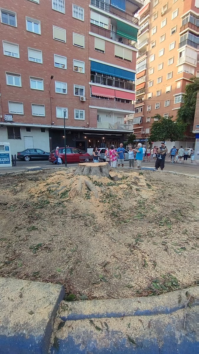 HuelinTV's tweet photo. Los vecinos de la Paz y alrededores se concentran entorno al árbol talado en la Paz: "Esto es increíble, un arboricidio" https://t.co/HcxyQyeein