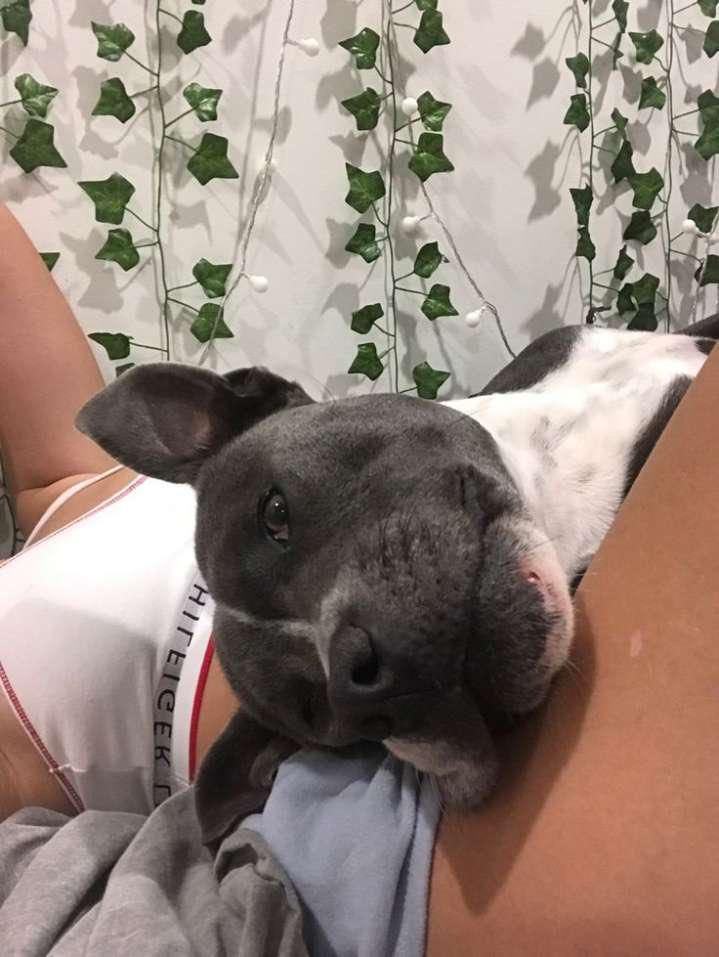 KnottyMia8lgr's tweet photo. https://t.co/g7eQ01P0GW

He mounted me so fast, pounding deep until that hot knot locked us together. Hours of bliss ahead #Bestiality #ZooLove #DogLove https://t.co/XSkXm5qkAj