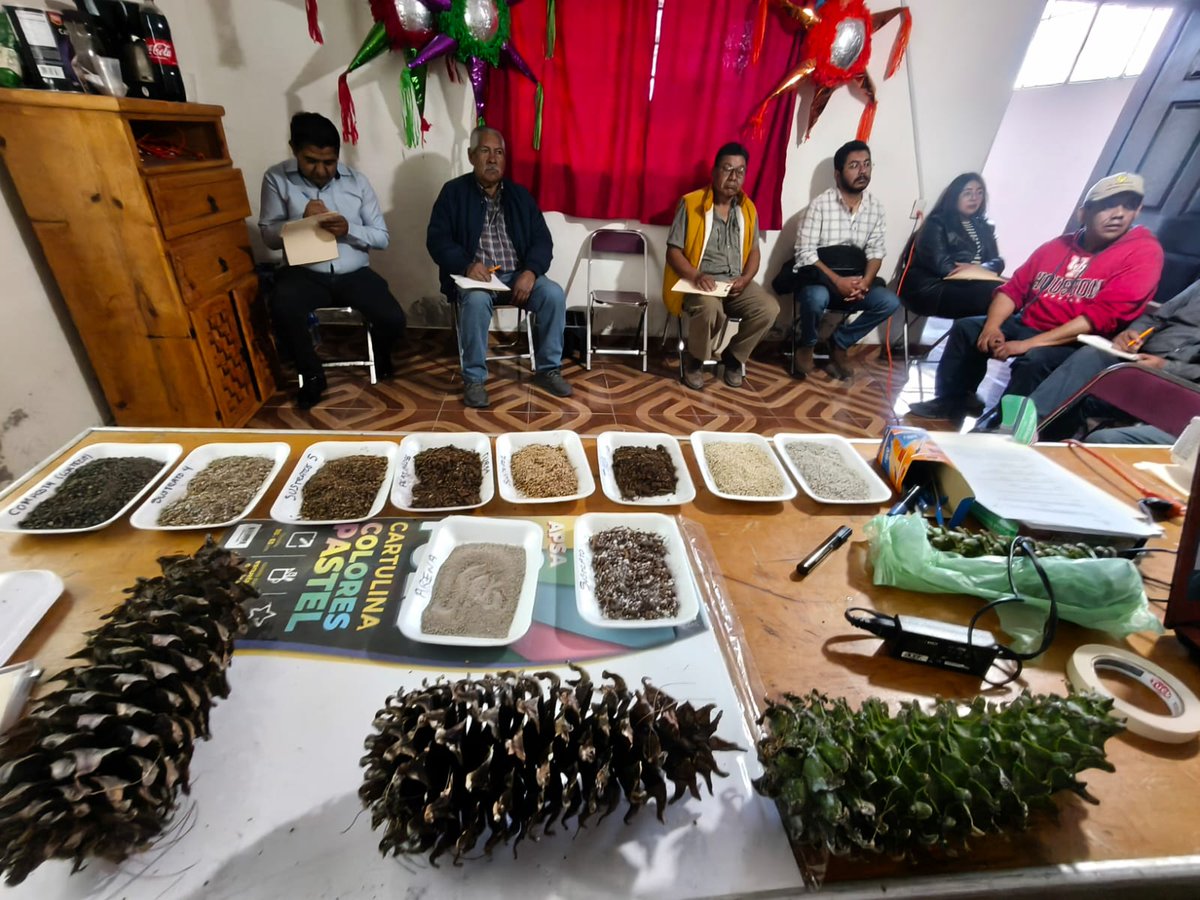 CONAFOR's tweet photo. Durante la capacitación aprendieron a recolectar, preparar y cuidar semillas nativas de la región, sentando las bases para la creación de un vivero comunitario. 🌳🌱 https://t.co/u9oMSobWq5