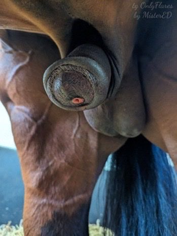 1almceKane's tweet photo. I love every strokes🍆🍑
#gayzoo
#zoo
#bestiality https://t.co/LOLYio6dRb