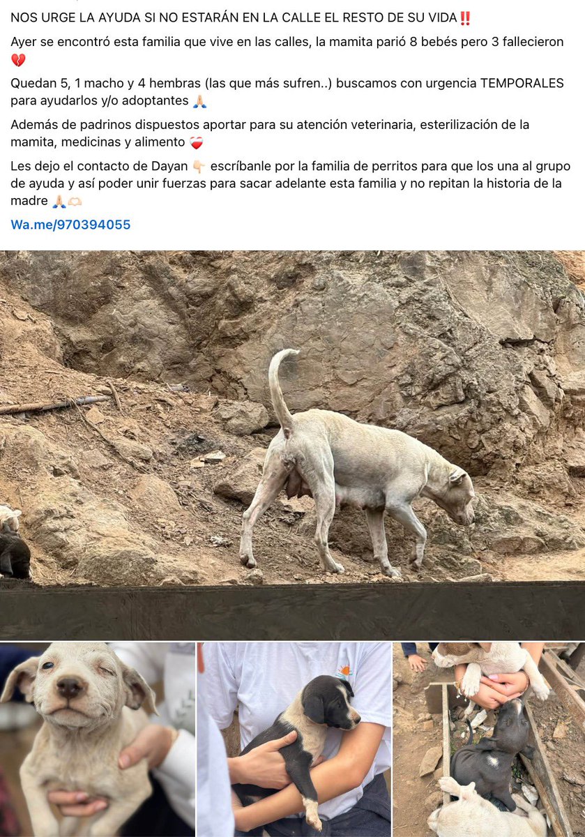 nadiapc's tweet photo. Se busca temporal o adopción para cachorritos! Familia de perritos en completo abandono.

🚨contacto: 970394055 https://t.co/JOddZuyyAl