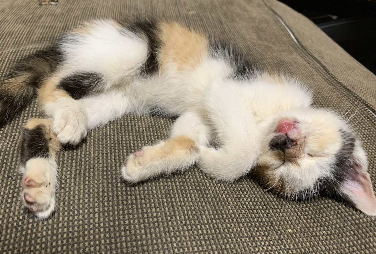 jun_nogi105's tweet photo. すやすや眠ってるのかわいい😻

当初はカラスにやられたのかわからないけど、下唇が��くて歯が見えてた、、、
鼻も傷だらけやったね https://t.co/D6fzxOVTMQ