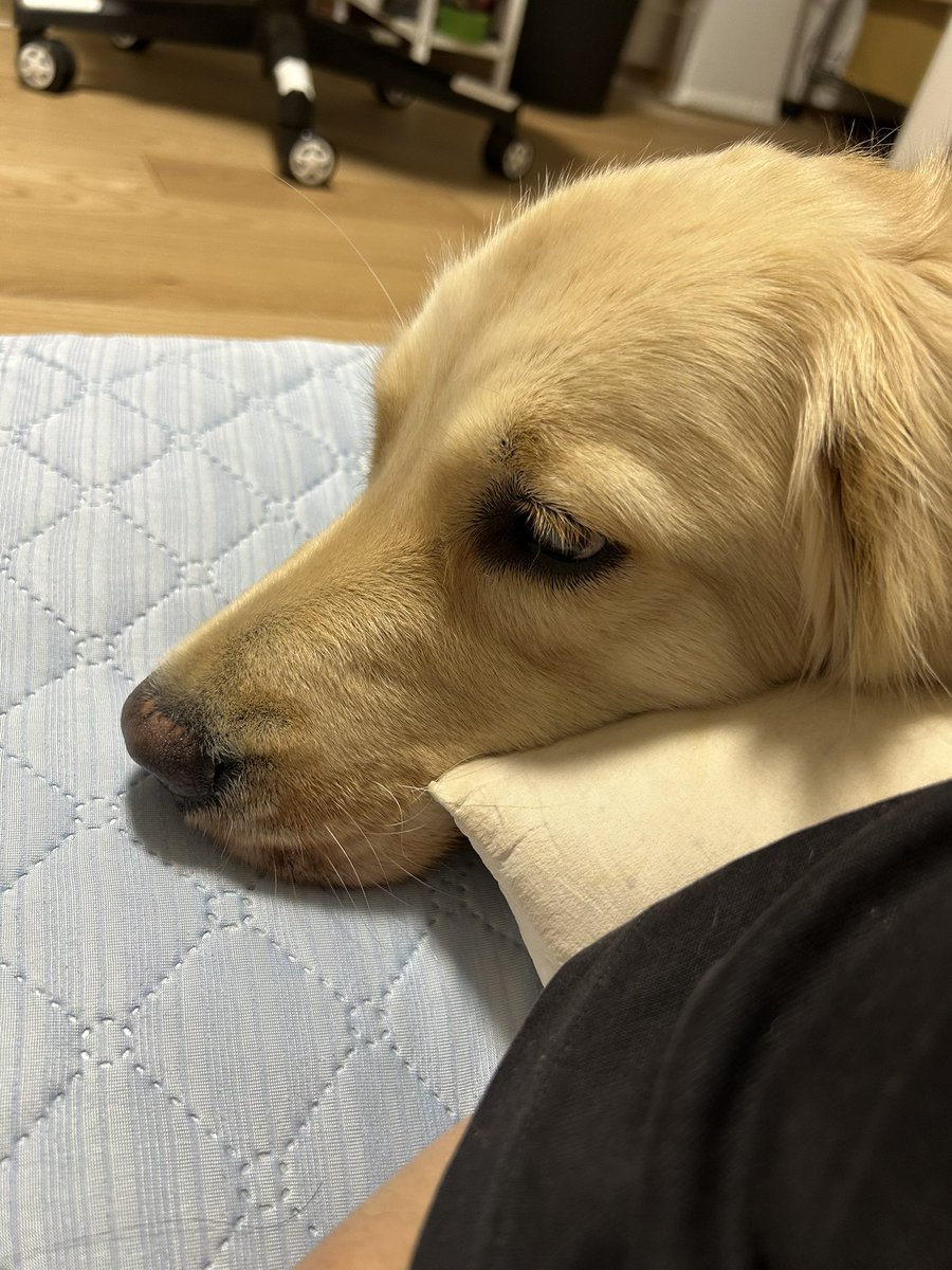 monhan003's tweet photo. こうしてたのが、
こう来て、
こう🥰 https://t.co/1nsN9DZK7i