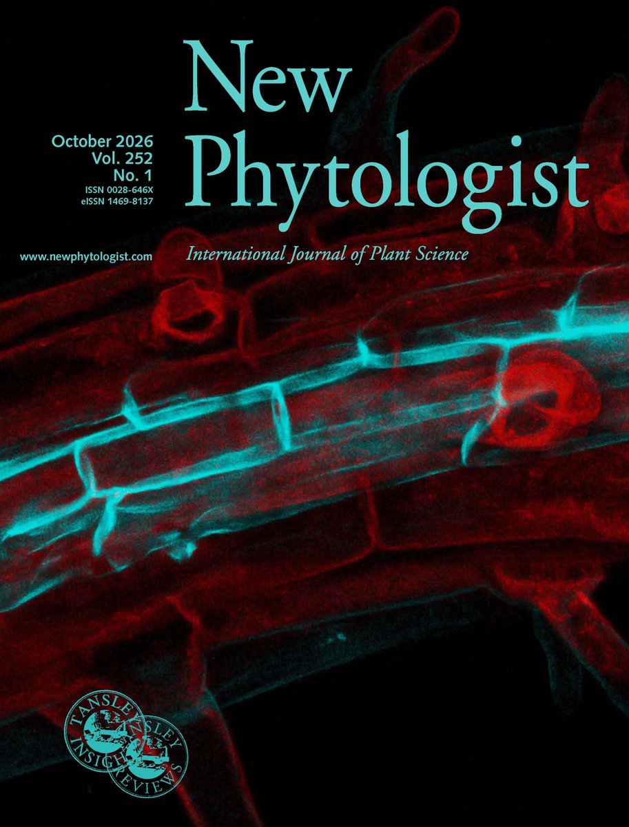 NewPhyt's tweet photo. (🧵1/2) On the cover of our #LatestIssue: Confocal image of an Arabidopsis thaliana root showing suberin deposition, a dynamic barrier that contributes to root adaptation under changing nutrient conditions. https://t.co/djjBipMjAe