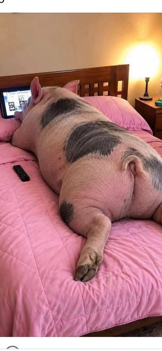 Ruiz02Pedro's tweet photo. @NachoRgz @VicenteFoxQue @El_Universal_Mx Mendigo 🐷Palero https://t.co/iOLYknfjBT