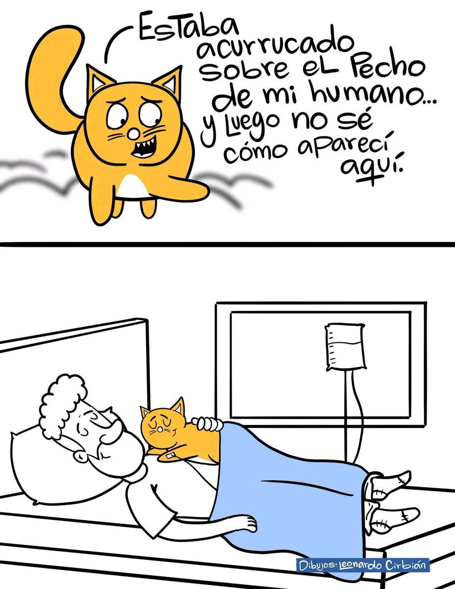 Tiofelino's tweet photo. Acompañe a ver este hermoso hilo. 🌧️🐱🐾.

* Créditos en las imagenes https://t.co/SQSMJYlnJp