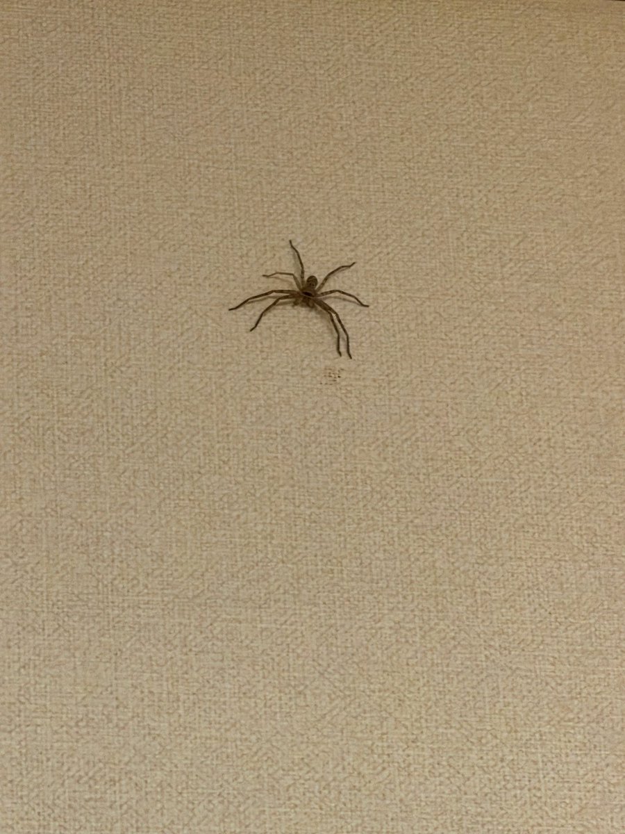 wakaba02211's tweet photo. すぱいだー https://t.co/k3rjpL7Eyq