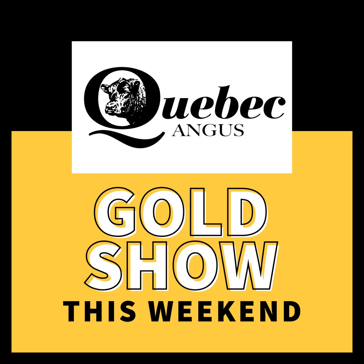 cdnangus's tweet photo. The Quebec Angus Association is hosting a Gold Show this weekend during the Expo Brome on Sept 4-7 in Brome, QC. #cdnangus https://t.co/TGboouyK55