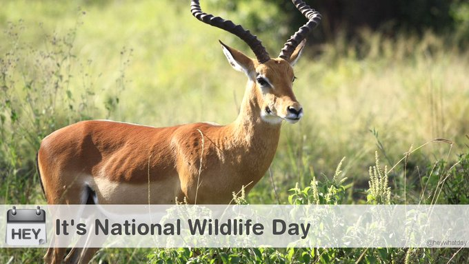 MAJ_Madden's tweet photo. Hmmmm..... Wildlife day and Baby Back Ribs day on the same day???

@NatlToday and @HeyWhatDay 
#NationalWildernessDay #WildernessDay #Wilderness #NationalBabyBackRibsDay #BabyBackRibsDay #BabyBackRibs #SkyscraperDay https://t.co/aCcQzpK7gd
