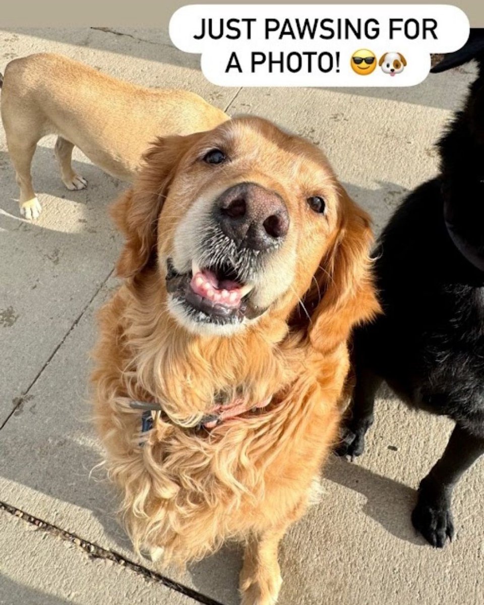 BoardingBeyond's tweet photo. Sophie never misses an opportunity to strike a pose at daycare! 😎📸

Follow us for your daily dose of doggy content! 🐶✨

📲 Call or text 303-361-0061 to book your pup's stay!

#BoardingandBeyond #AuroraCO #DogDaycare https://t.co/htabSfBeC5