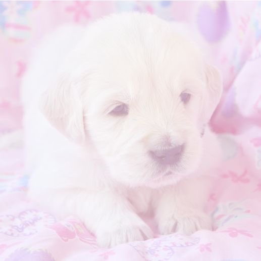 angel_baebi's tweet photo. me ૮ • ﻌ - ა ♡ https://t.co/wHUeG83YCw