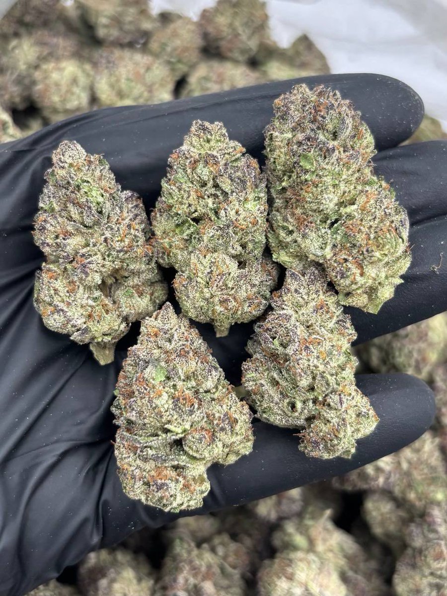 BHorizonzbu's tweet photo. Black Berry Caviar AAA+
#nashvilleweed 
#Nashville #Nashvilleplug https://t.co/BMbLVgrV1C