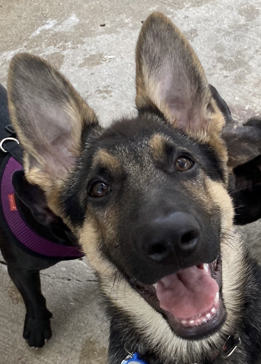 IAmRockyStone's tweet photo. GM from Puppy Gunner!
#ThrowbackThursday https://t.co/z7yOPU9r27