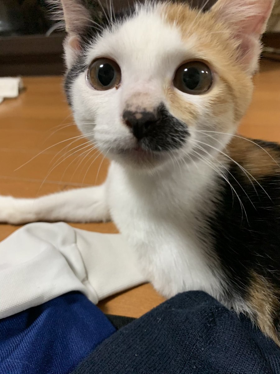 jun_nogi105's tweet photo. すくすく育ってきて、毛並みも綺麗になってきたね https://t.co/GTc0keU6UL