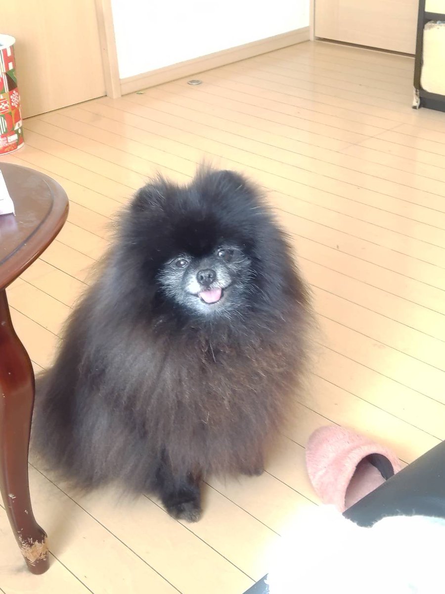 nano4c's tweet photo. うちの可愛いちゃんがもうこの世に居ないなんて信じられないよぉ
お盆も過ぎちゃったけど、まだうちにいるよね？？ https://t.co/ZT1bIMOX8b