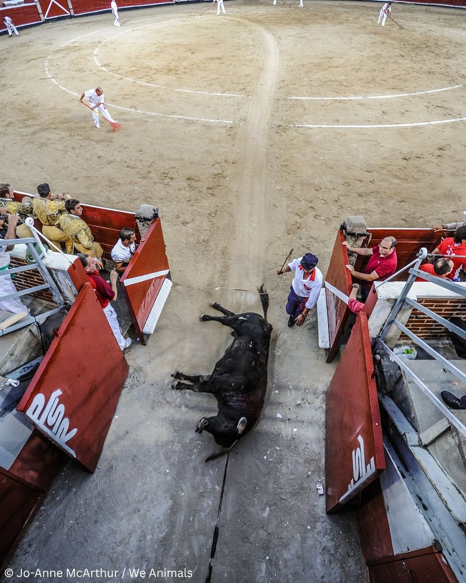 PETA_France's tweet photo. Ses derniers instants ont été marqués par la terreur et l'agonie.
La corrida n'est pas une tradition, c'est de la torture. 😔

PARTAGEZ si vous êtes d'accord. https://t.co/PCwwRfzrtk