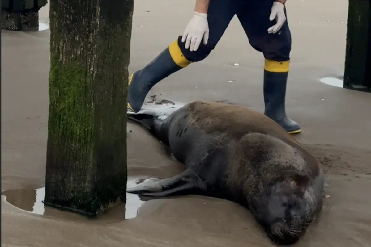 bichoargentum's tweet photo. Un lobo marino murió agonizando por un tiro 🦭
Una gata fue golpeada por diversión 😾

La impotencia ante estas noticias de violencia innecesaria contra nuestros bichos ❌

Lo importante 👇  

Por la gata de Temperley ya hay investigación de oficio por el video viral (UFI de Menores N°7 de Lomas). Como es menor, el fuero es el penal juvenil y los padres pueden tener responsabilidad civil por los gastos veterinarios.
La gatita está resguardada en una casa del barrio.

Por el lobo de Santa Teresita, BioCosta dio el aviso y Mundo Marino lo asistió. La necropsia confirmó un tiro de varios días antes; murió por una infección. Había restos de redes en el estómago y se analiza un posible conflicto con pescadores, pero todavía no hay un responsable identificado.

Basta de esta violencia contra los que no pueden defenderse 🚫

 📷 Karen Miqueas/ Fundación BioCosta