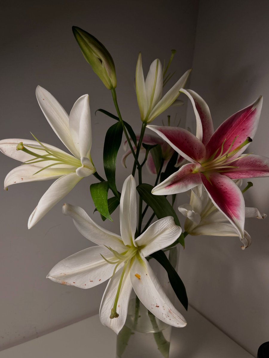 dreamyflowerrs's tweet photo. lilies 🩷 https://t.co/ac8Zdt07sI