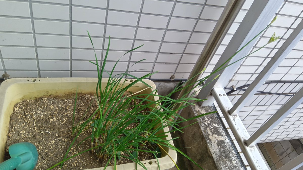 shimada_tomoki's tweet photo. ニラの世話を怠っていたら、雨とかで自力で育ち、花みたいのが先についてた。食べたら、茎みたいな硬さしてた。守るものがあると、強くなるのだろうなあ。食ったけど。 https://t.co/iJEHDgv6HH
