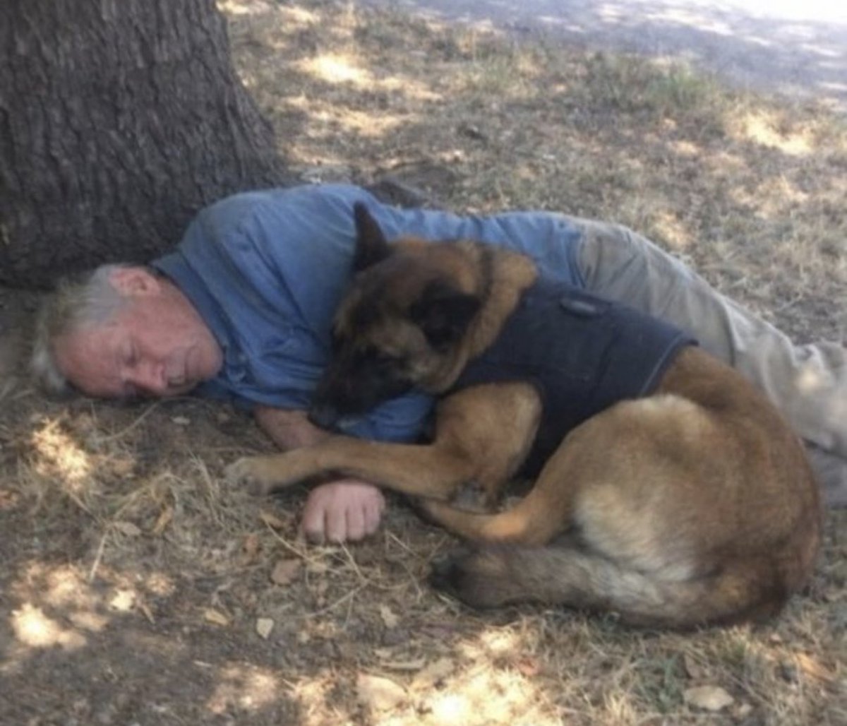 feelgoodtale's tweet photo. For 9 years, he rescued and researched, then retired as a rescue dog.

But he didn’t leave his work; he didn’t change even after retirement.

He started to become sad, worked less, and even stopped eating, becoming weaker.

The vet did a check-up, but he had no physical issues.

His handler understood his problem; the real issue was that he had no purpose.

K9 Ranger (Belgian Malinois) had rescued 34 people during his time, among them 3 kids.

After retirement, he lost his identity; his name faded away.

Then he was taken on a mission.

In 22 minutes, he found a missing 78-year-old person.

He had been with him first and continued to bring him to the side, keeping him cool.

After that day, the ranger returned to his normal self.

He started eating again, began to sleep well, and became active again.

Now he goes to the care center every Tuesday, and people are happy to see him. Sometimes, they even take pictures with him.

Because some loyal ones never retire; they serve their duty for life.